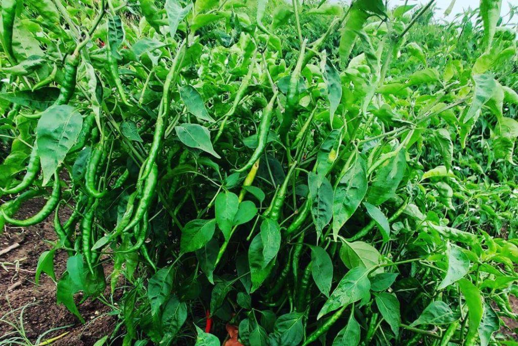 Green chilli benefits