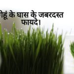 Wheatgrass in Hindi