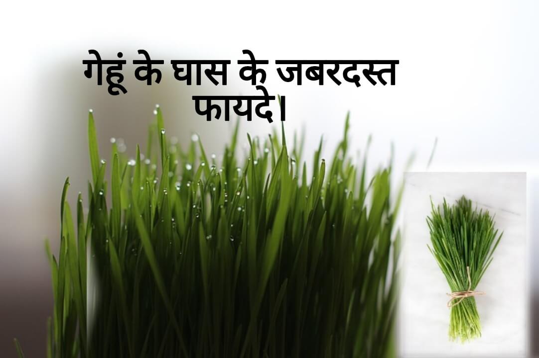 Wheatgrass in Hindi