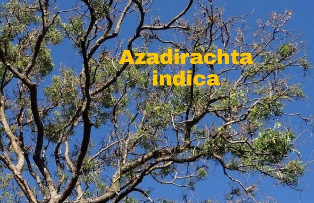 azadirachta indica