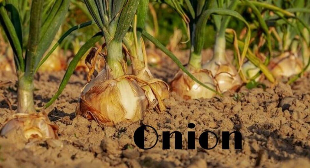 onion