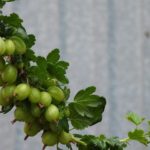 Gooseberry in Hindi