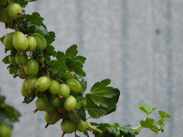 Gooseberry in Hindi