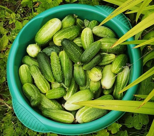 Cucumber Benefits For Men